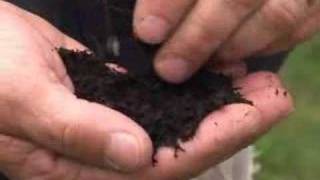 Overseeding your lawn