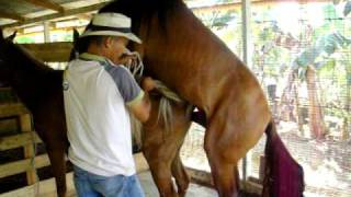 Monta directa caballos