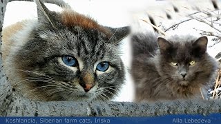 #2 Cat With Blue Eyes,Cat with green eyes, Ириска и Женихи, Iriska and Groomsman