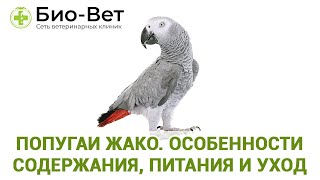 Попугаи жако. Особенности содержания, питания и уход. Ветеринарная клиника Био-Вет.
