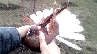 Николаевские голуби.  Красные белохвостые с какардой