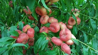Нектарин инжирный Концеттина (Nectarine Concettina)