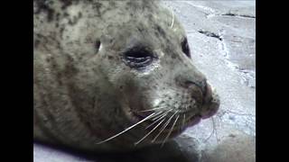 Robben und Seehunde im Duisburger Zoo
