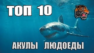 Самые опасные акулы людоеды - ТОП 10 ( sharks cannibals )
