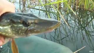 Выпуск #9  По щучьему веленью  Щука на дурилку  Релакс с удочкой//Russia Volga Fishing pike