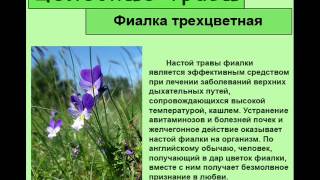 Фиалка трехцветная