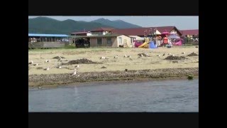 ВЛАДИВОСТОК . Шамора ( бухта Лазурная )