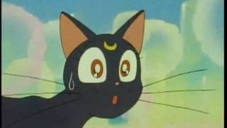 Luna the cat