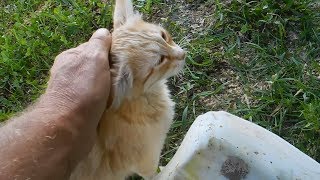 Как коты охотятся на птиц!!!