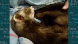 Тискать хорька или сходить с ума по ним! Pet ferret