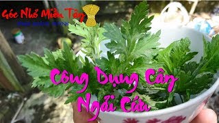 ngải cứu trị ho rất hay || góc nhỏ miền tây