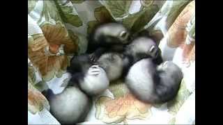 щенки хорька перламутр, puppies ferret Pearl