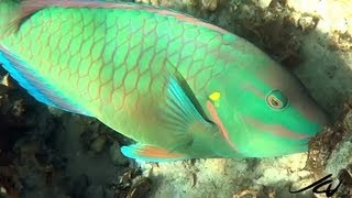 Riviera Maya Snorkeling - YouTube