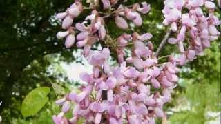 Людмила Сенчина - Белой акации гроздья душистые