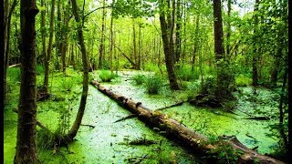 Картина маслом поэтапно "Болото в лесу".Пишем мастихином.Swamp
