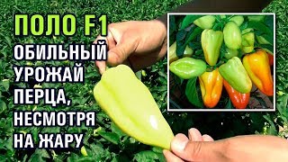 ОБИЛЬНЫЙ УРОЖАЙ ПЕРЦА ПОЛО F1, НЕСМОТРЯ НА ЖАРУ (17-07-2019)