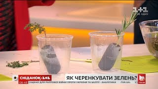 Розмноження рослин живцями – Зелена ділянка