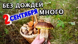 ГРИБОВ МНОГО ХОТЬ И СУХАЯ ОСЕНЬ,ПОДМОСКОВЬЕ