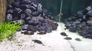 15 NEW High Quality Fish for my 70 G and Feeding My Big Puffer!
