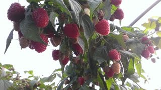 Thực tập sinh Israel - Một ngày làm việc tại farm mâm xôi (phúc bồn tử, rasphberry)