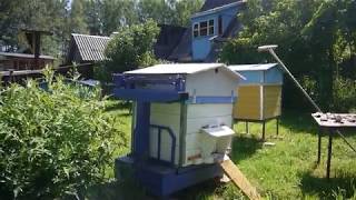 В ожидании главного взятка.  В Островском на пасеке