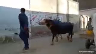 Village Life in Pakistan | khyber Pakhtunkhwa | Tano Swabi | Charsadda videos 2019