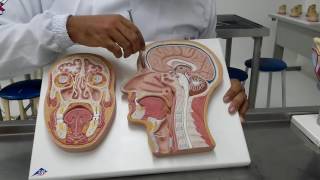 Anatomia do Nervo Trigêmeo: Ramo Oftálmico ( Canal Wedson Vila Nova Aulas De Anatomia Humana)