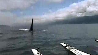 Косатки шутят - каякеры сушат штаны :((
