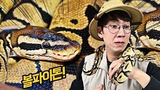볼파이톤 관찰! 몸을 공처럼 마는 대왕뱀! _ 에그박사