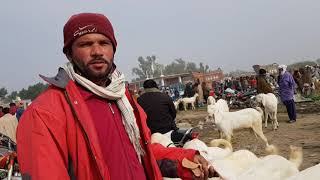 Qurbani ke Bakra rajanpuri Gulabi (25.12.2019) 03116787026. Animal goat farming