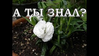 Сеем ГВОЗДИКУ пошагово