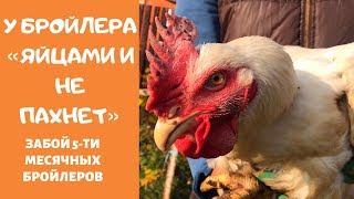 Забой 5ти месячных Бройлеров. У Бройлера "Яйцами не пахнет".