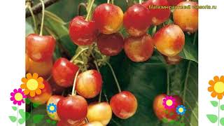 Черешня гибридная Бюттнера Червона. Краткий обзор, описание prunus avium Buttnera Czerwona