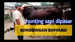 HUNTING SAPI CALON KONTES,PASAR SUNGGINGAN BOYOLALI