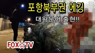 포항북부권 에깅출조에 대왕문어 출현!!! 에깅 꽝조황-FOX☆TV
