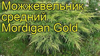 Можжевельник средний Мордиган Голд. Краткий обзор, описание juniperus?pfitzeriana Mordigan Gold