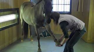 EQUINE MASSAGE THERAPY WITH JESS