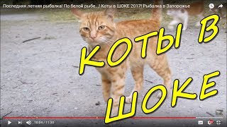 СУПЕР РЫБАЛКА С ПОПЛАВОЧНОЙ УДОЧКОЙ! Коты в ШОКЕ! Рыбалка в Запорожье!