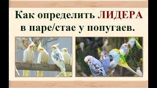 Как определить ЛИДЕРА стаи или пары попугаев.