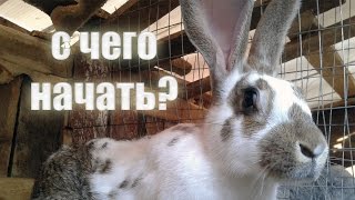 Разведение кроликов - с чего начать?