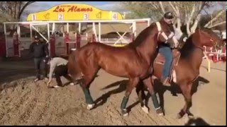 UN DÍA CON EL PANAMA WES | Cuadra R/R | Caballos de Carreras