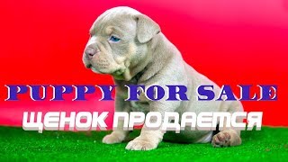 Американский Булли. Купить щенка. Элитная девочка лиловый триколор. 4 недели.