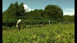 L'orto sinergico del Villaggio Verde (ortometraggio)