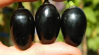 Виноград Голландец (Grapes Dutchman) 2015