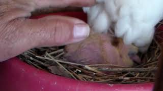 Мои николаевские голуби 19.04.2019 года