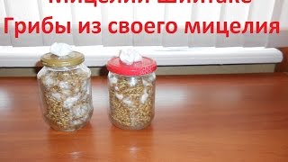 Зерновой мицелий шиитаке готов Lentinula edodes