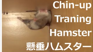 Cute hamster exercise (可愛いジャンガリアンハムスターの腹筋運動)