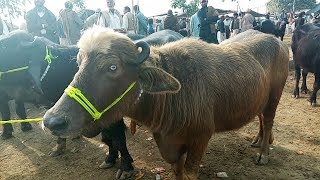 visit lahore buffalo sale markit