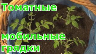Мобильные грядки с томатами