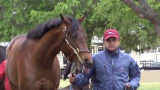 Cullum Road OBS March 2017 West Point Thoroughbreds Horse Racing Partnership
